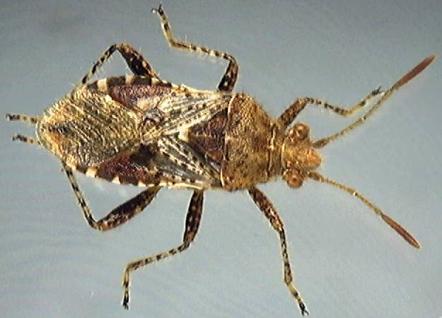 Rhopalus subrufus